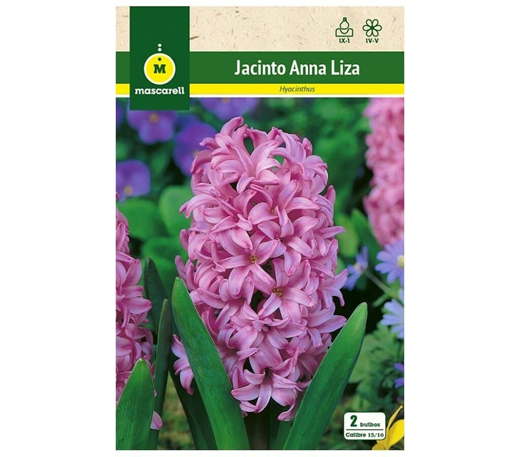 Bulbo Jacinto Anna Liza Violet_0