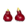 Amarilis - Hippeastrum 'wax Bordeaux' - Bulbo De Flor - Rojo
