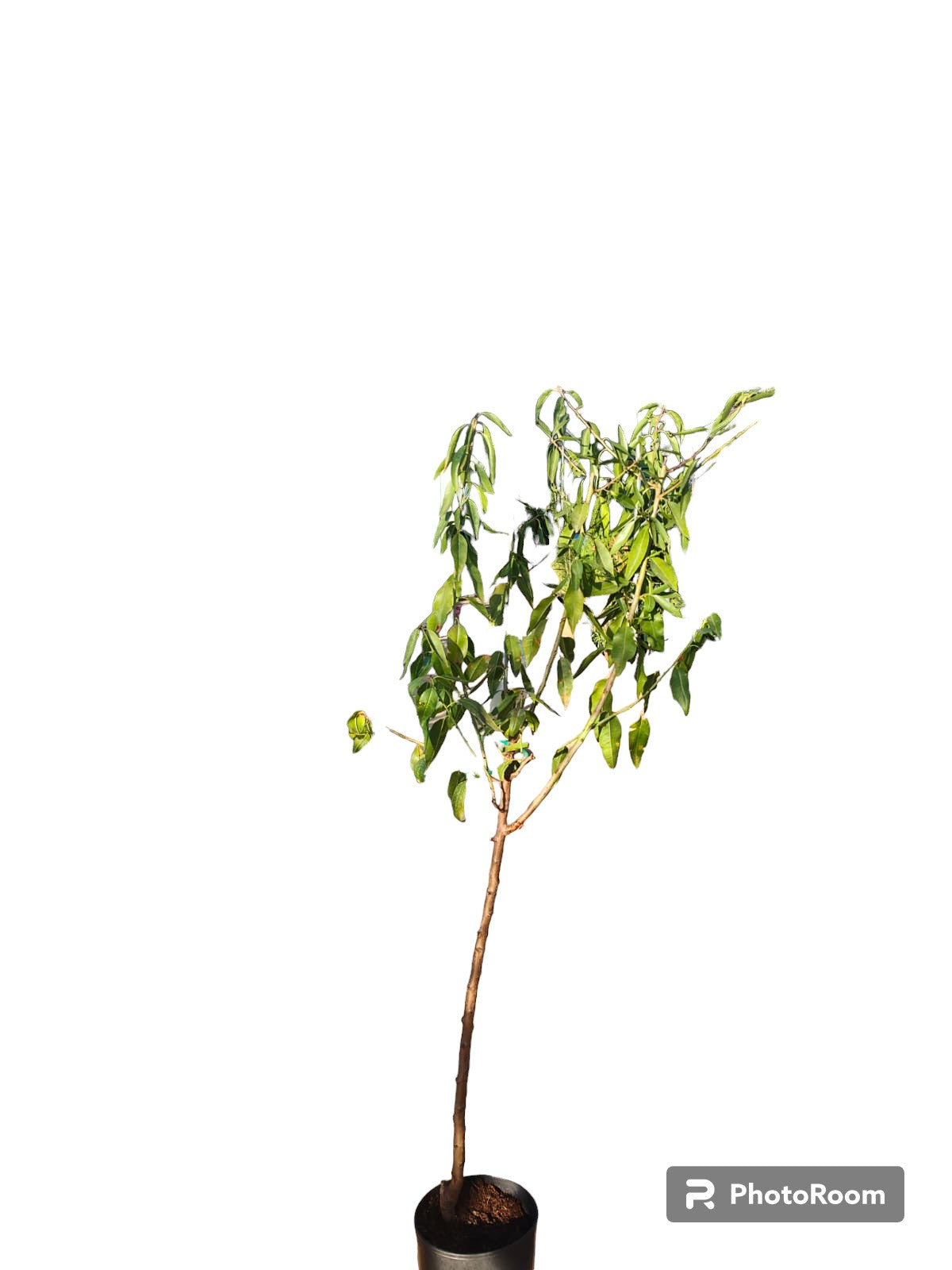 Almendro Guara Maceta_0