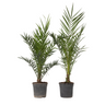 Palmera Canaria - 2 Pzs - Phoenix Canariensis - Altura 80-100cm - ⌀19cm