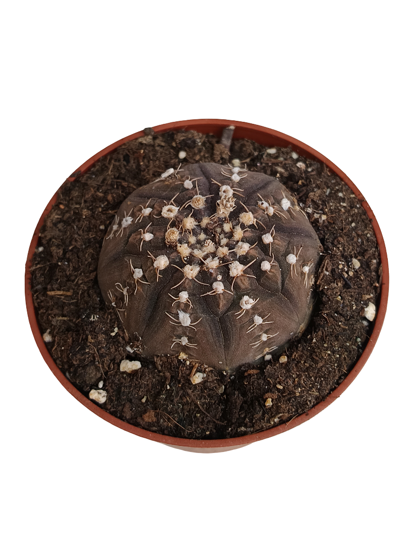 Gymnocalycium Ragonesi Cactus Planta Ø8_0
