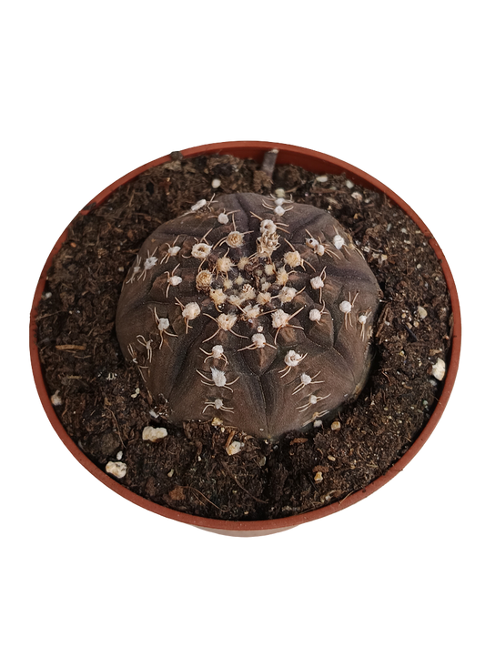 Gymnocalycium Ragonesi Cactus Planta Ø8