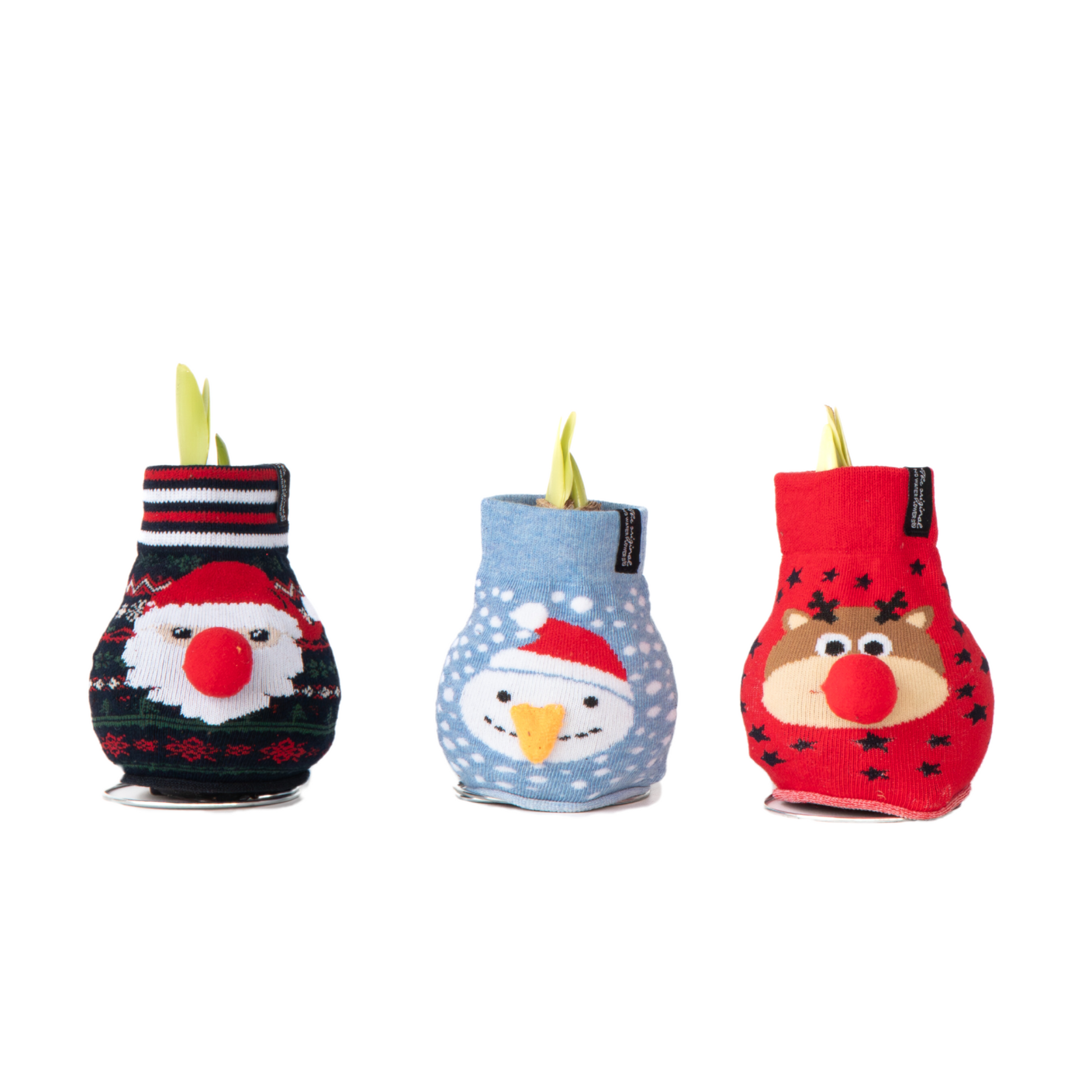 Amarilis - 3 Pzs - Hippeastrum 'xmas Sweater Mix' - Bulbo De Flor - Rojo