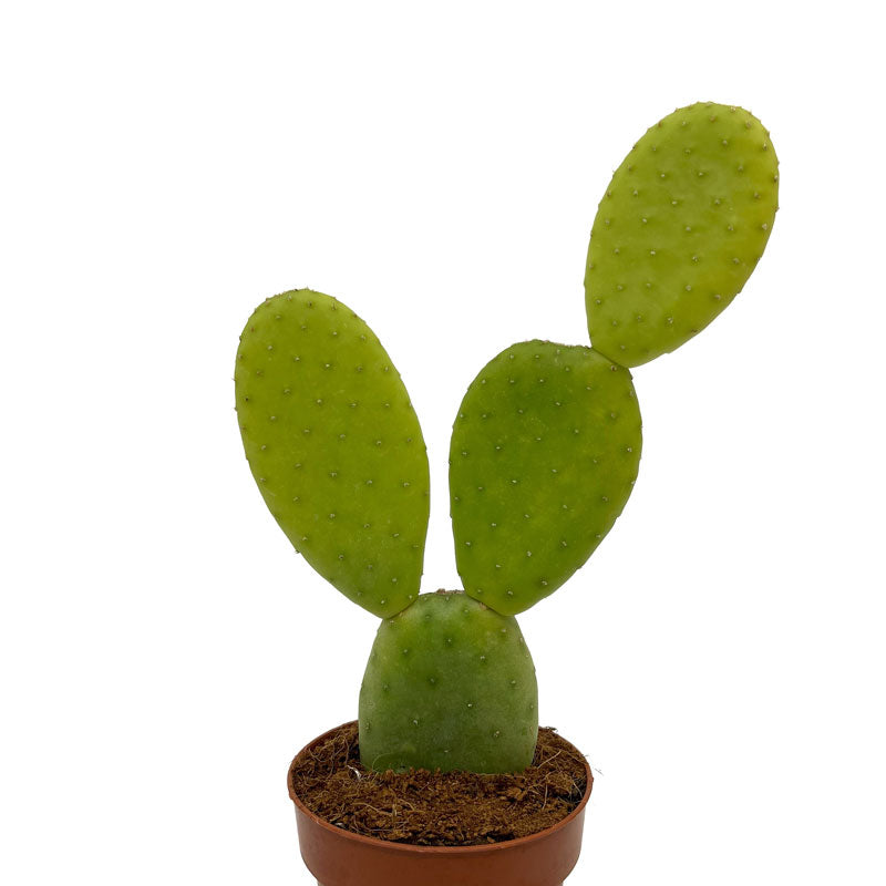 Opuntia Inamoena Cactus Y Suculentas