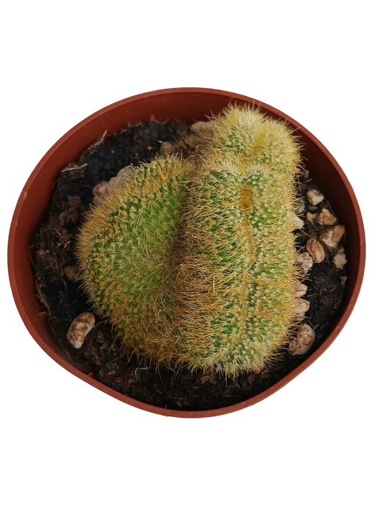 Hildewintera Aurespina Crestada Cactus Crestado Ø8