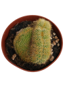 Hildewintera Aurespina Crestada Cactus Crestado Ø8