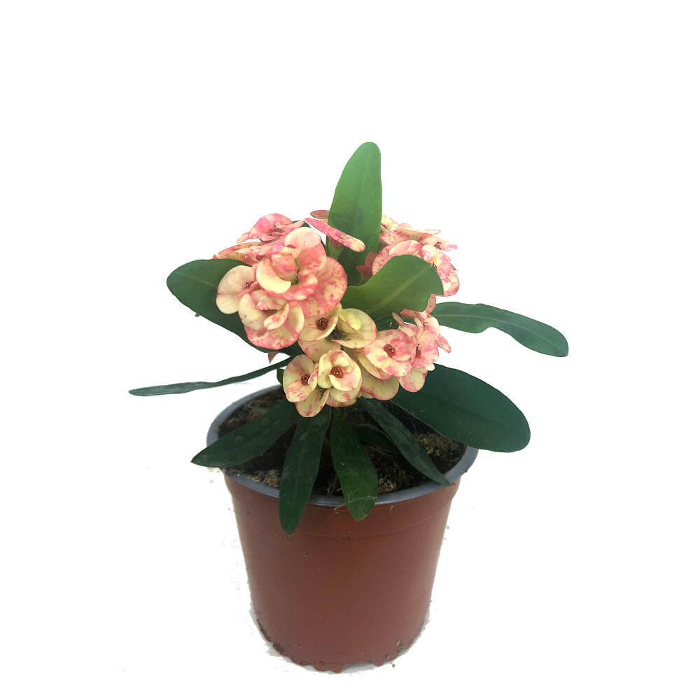 Euphorbia Millii M13 (corona De Cristo)