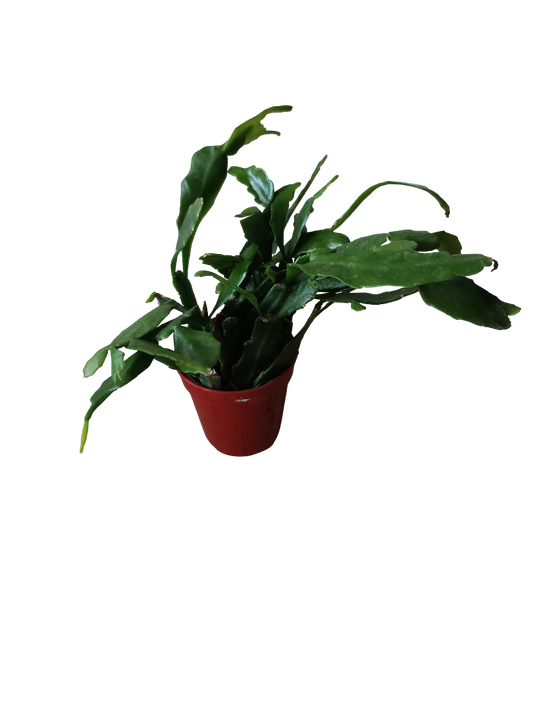 Rhipsalis crispata planta suculenta colgante Ø6