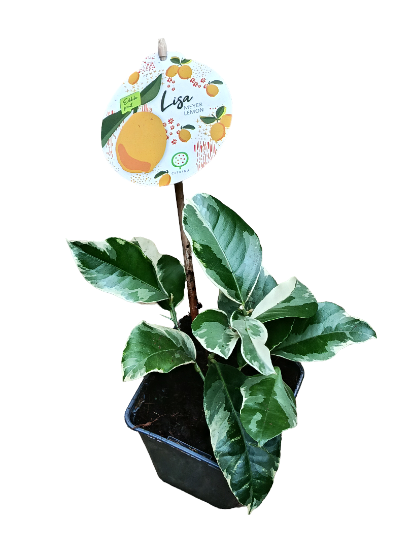 Limonero Joven Citrus Meyers De Hoja Variegata Ø9_0