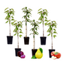 Columnas De Frutas - 6 Pzs - Manzana Pera - Altura 60-70cm - ⌀9cm