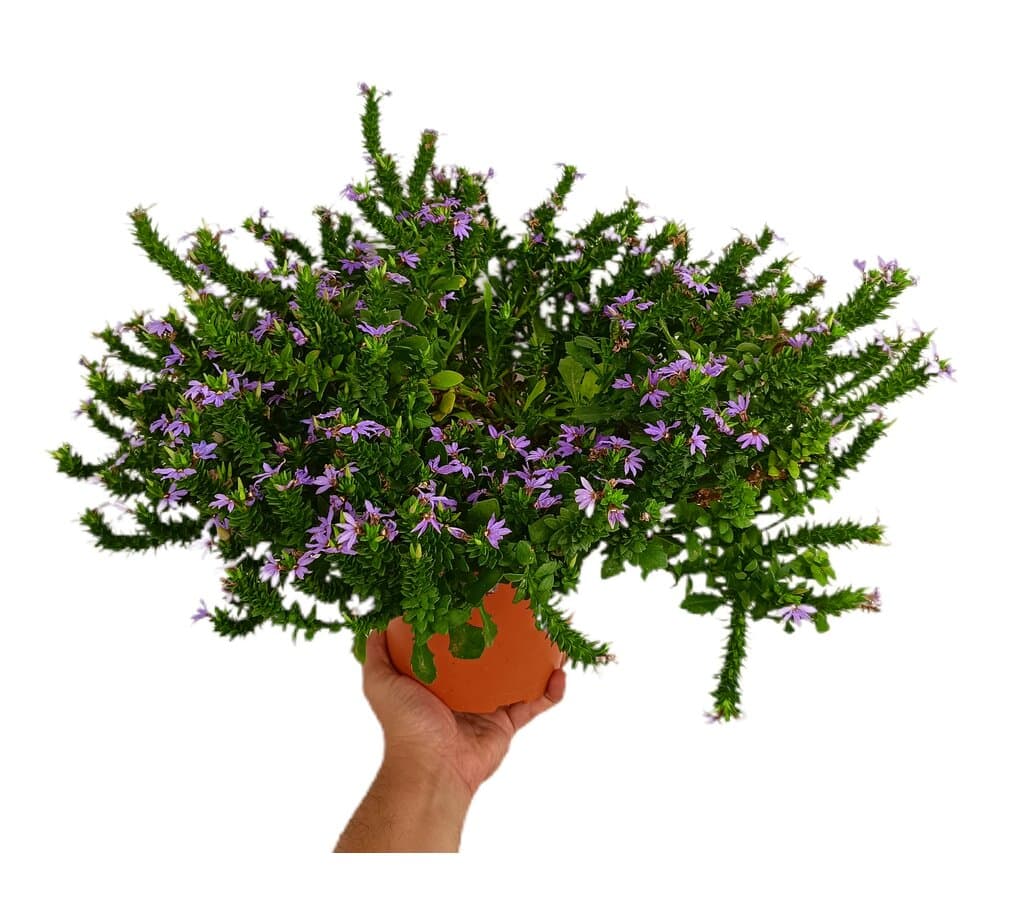 Scaevola M17_0