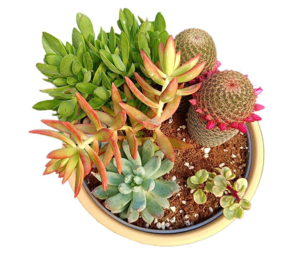 Centro Cactus Mix 22cm_1