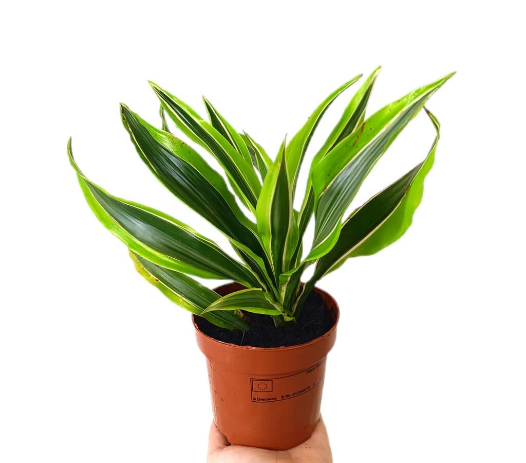 Dracena Lemon Line M12