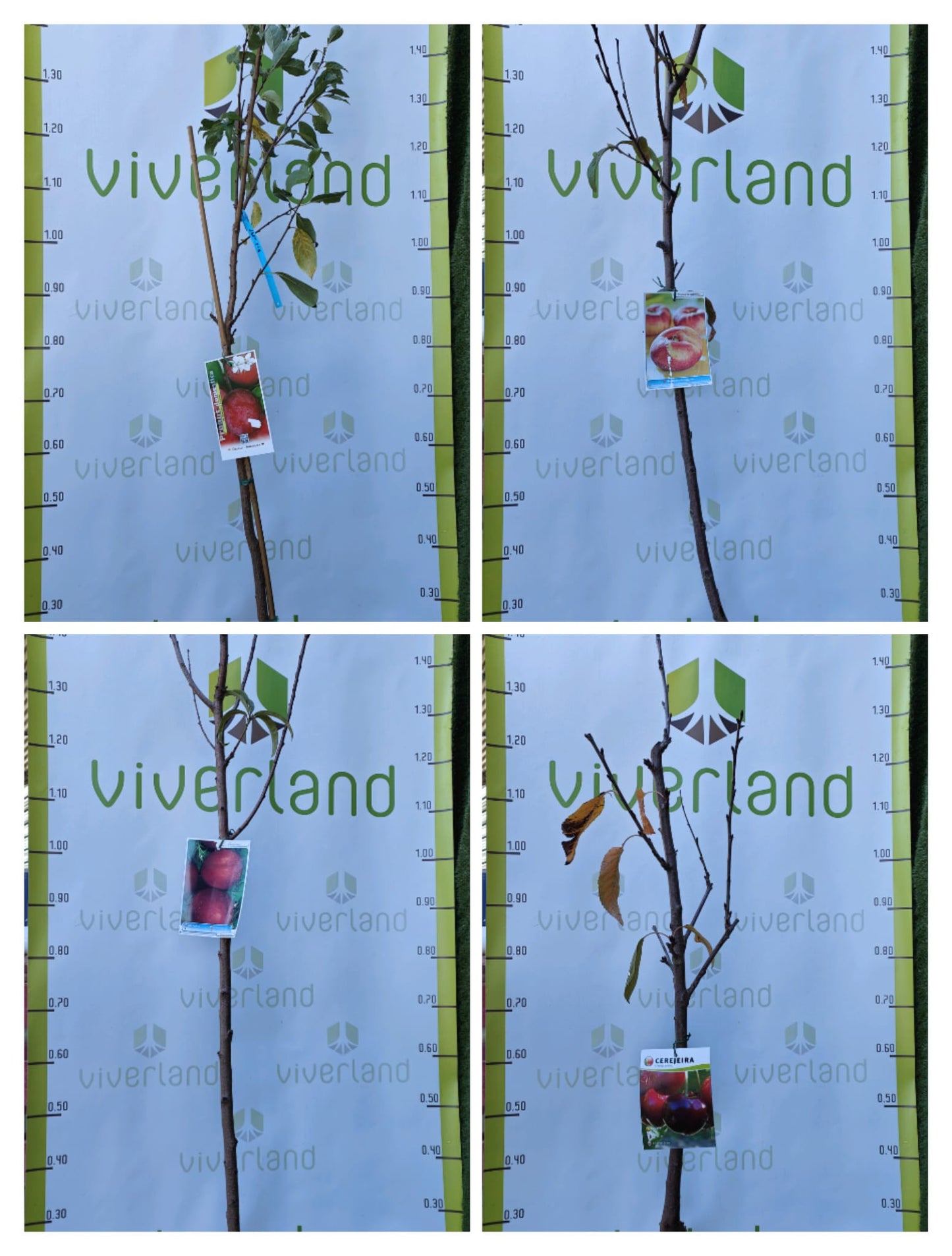 Pack Frutales De Hueso En Maceta_0