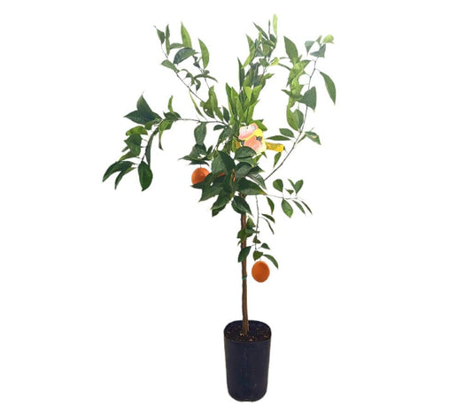 Naranjo Navelina Tb20 140cm