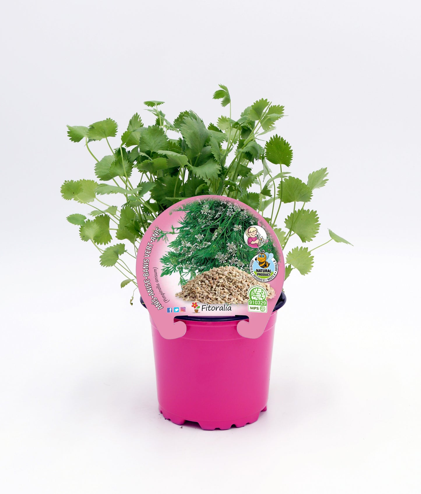 Anís En Maceta 10,5 Cm. Natural - Fitoralia