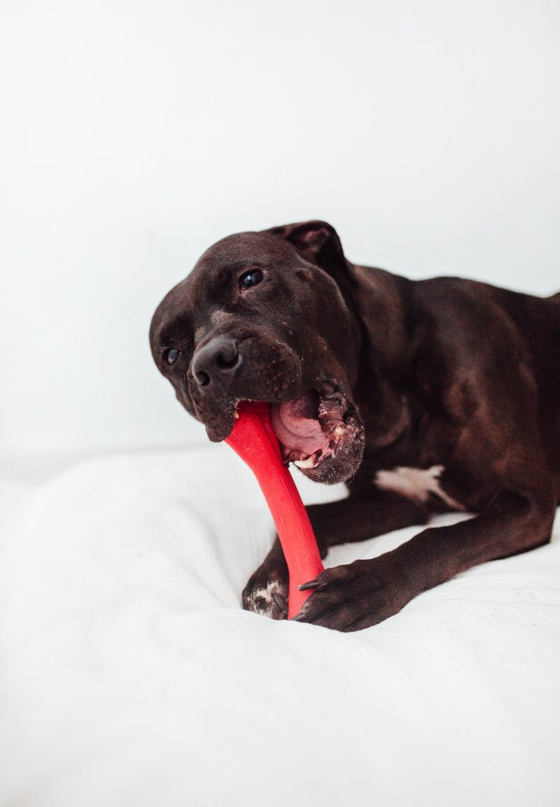 Bimordiscos Juguete Flexible Para Perros · Hueso Para Perros.