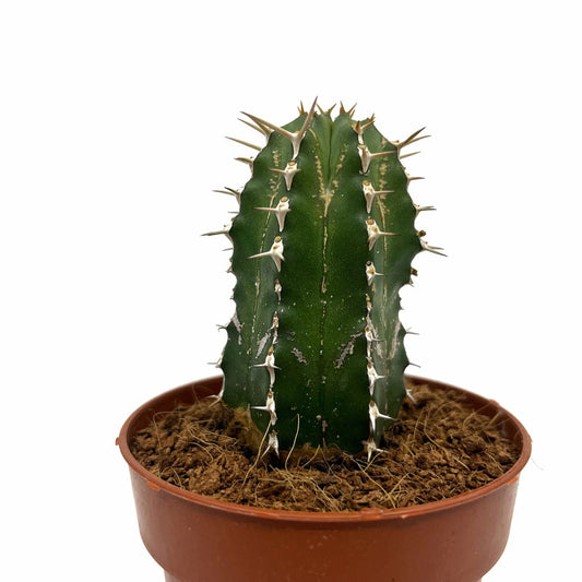 Euphorbia Echinus Cactus Y Suculentas M8,5 Ø