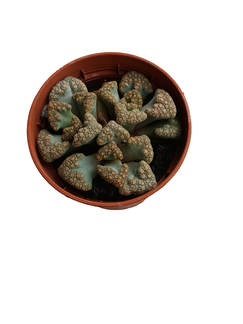 Titanopsis Calcarea Planta Suculenta Ø5 Cm_0