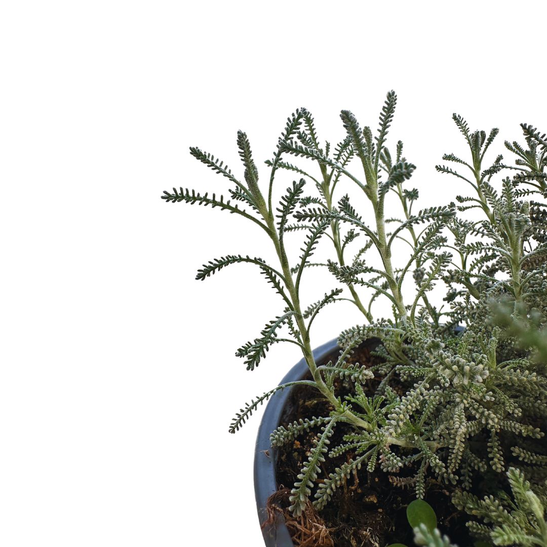 Santolina Planta Ornamental Para Jardines De Bajo Mantenimiento (santolina Chamaecyparissus) Maceta 17cm_1