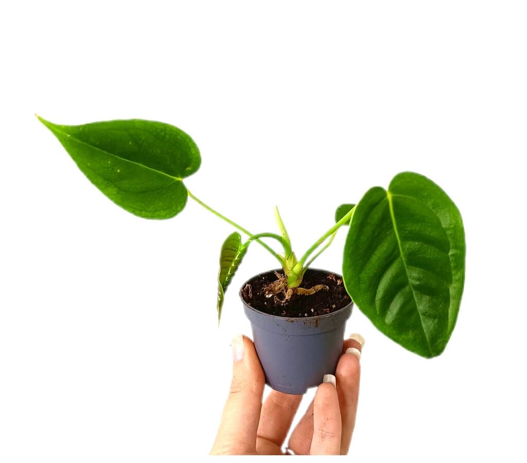 Anthurium Veitchii M6_0