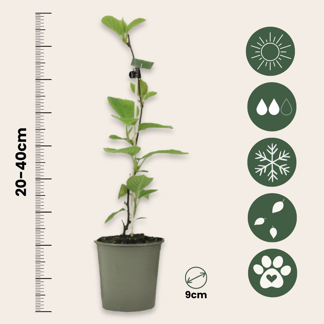 Kiwi Autofértil - 6 Pzs - Actinidia Deliciosa 'jenny' - Altura 20-40cm - ⌀9cm