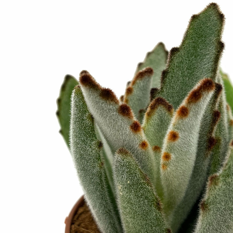 Kalanchoe Tomentosa Cactus Y Suculentas M8,5 cm Ø_2