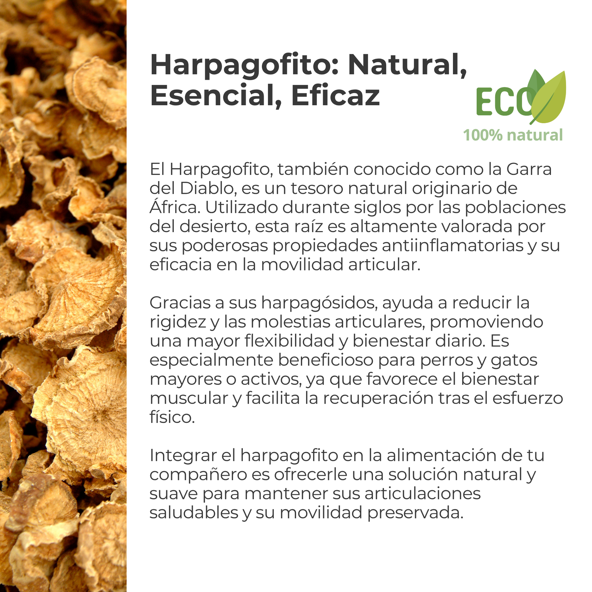 Suplemento natural para perros y gatos – Harpagofito ECO - 100g