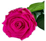 Mundo Eterno Rosa Preservada Fucsia 25cm