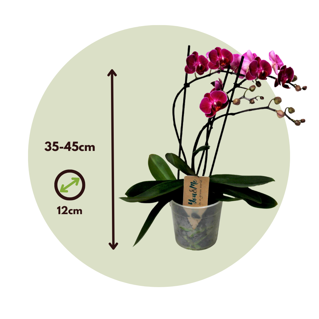 Orqídea Phalaenopsis - Phalaenopsis Multiflora - Altura 35-45cm - ⌀12cm
