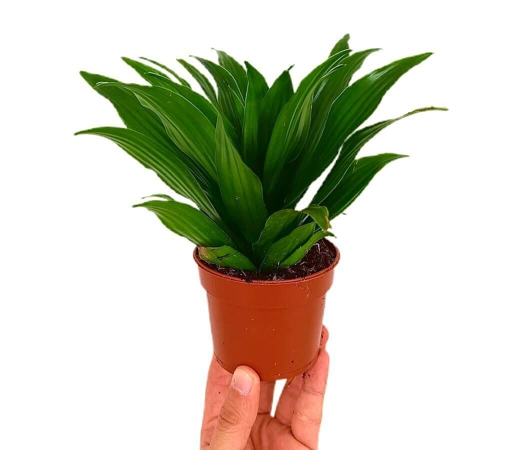 Dracena Compacta M9_0