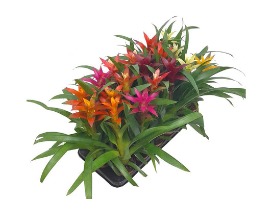 Guzmania Variada M9 20cm