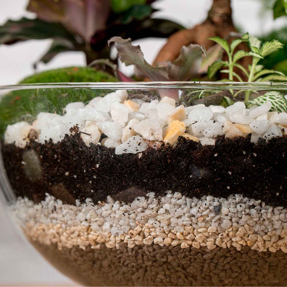 Terrario Greener (28x28 Cm).