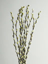 Salix Preservada