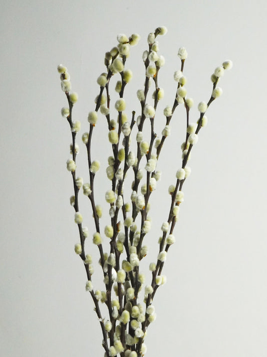 Salix Preservada