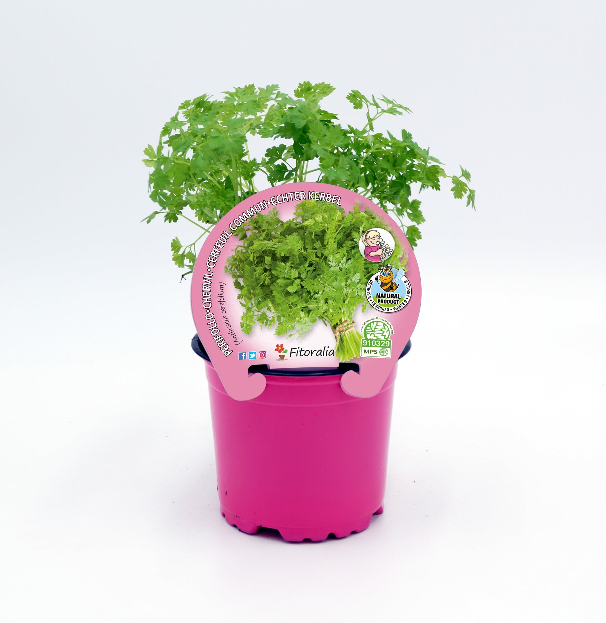 Perifollo En Maceta 10,5 Cm. Natural - Fitoralia