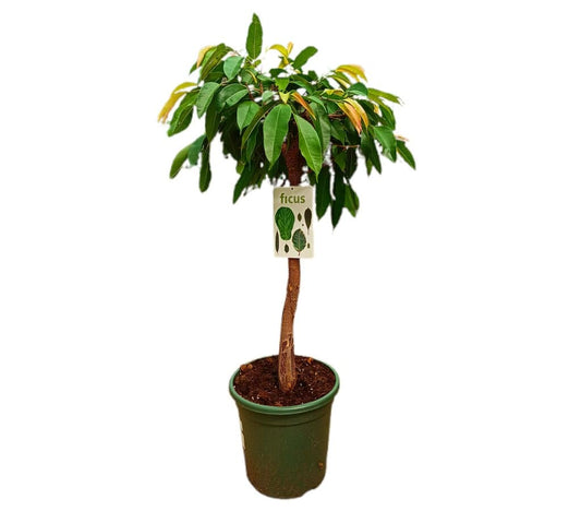 Ficus Binnendijkii Amstel King M32 100cm