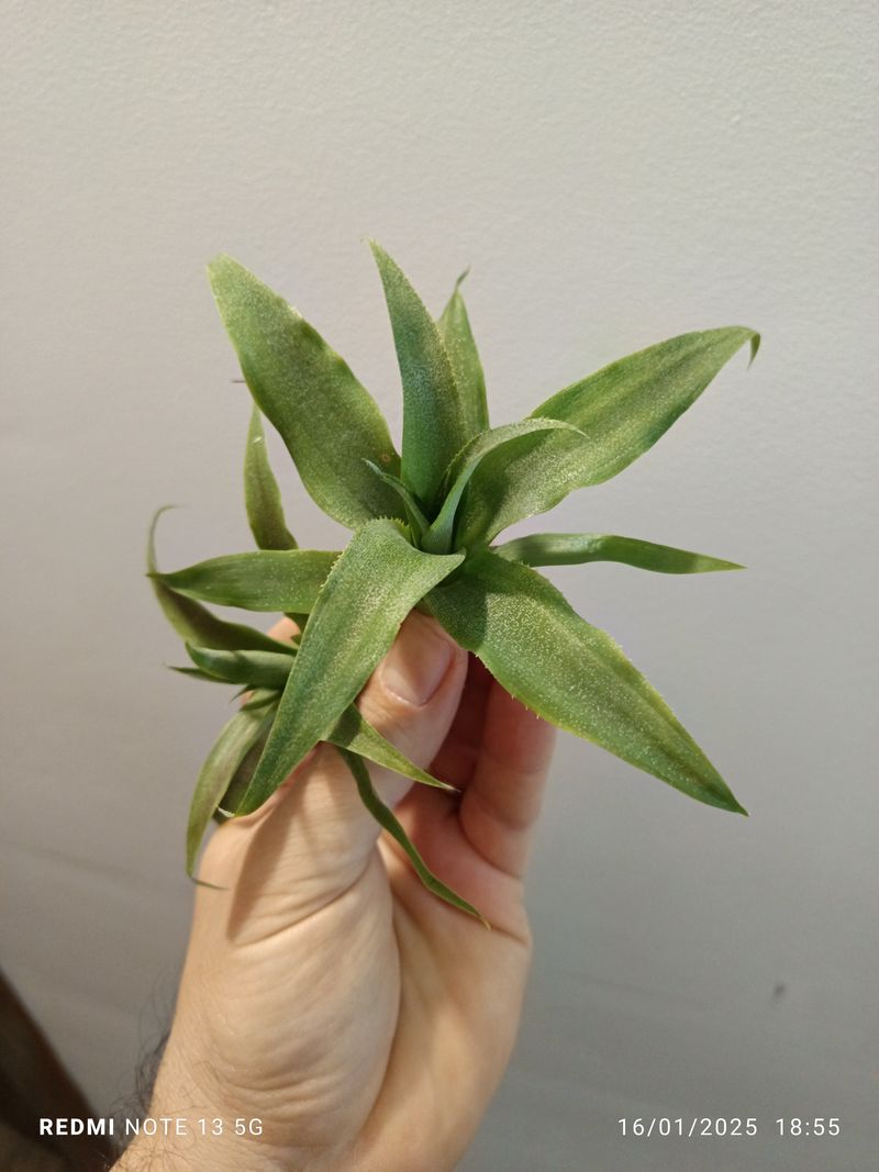 Ananas Planta Piña Mini Bromelia Terrario