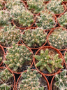 Mammillaria Longimamma Cactus Planta