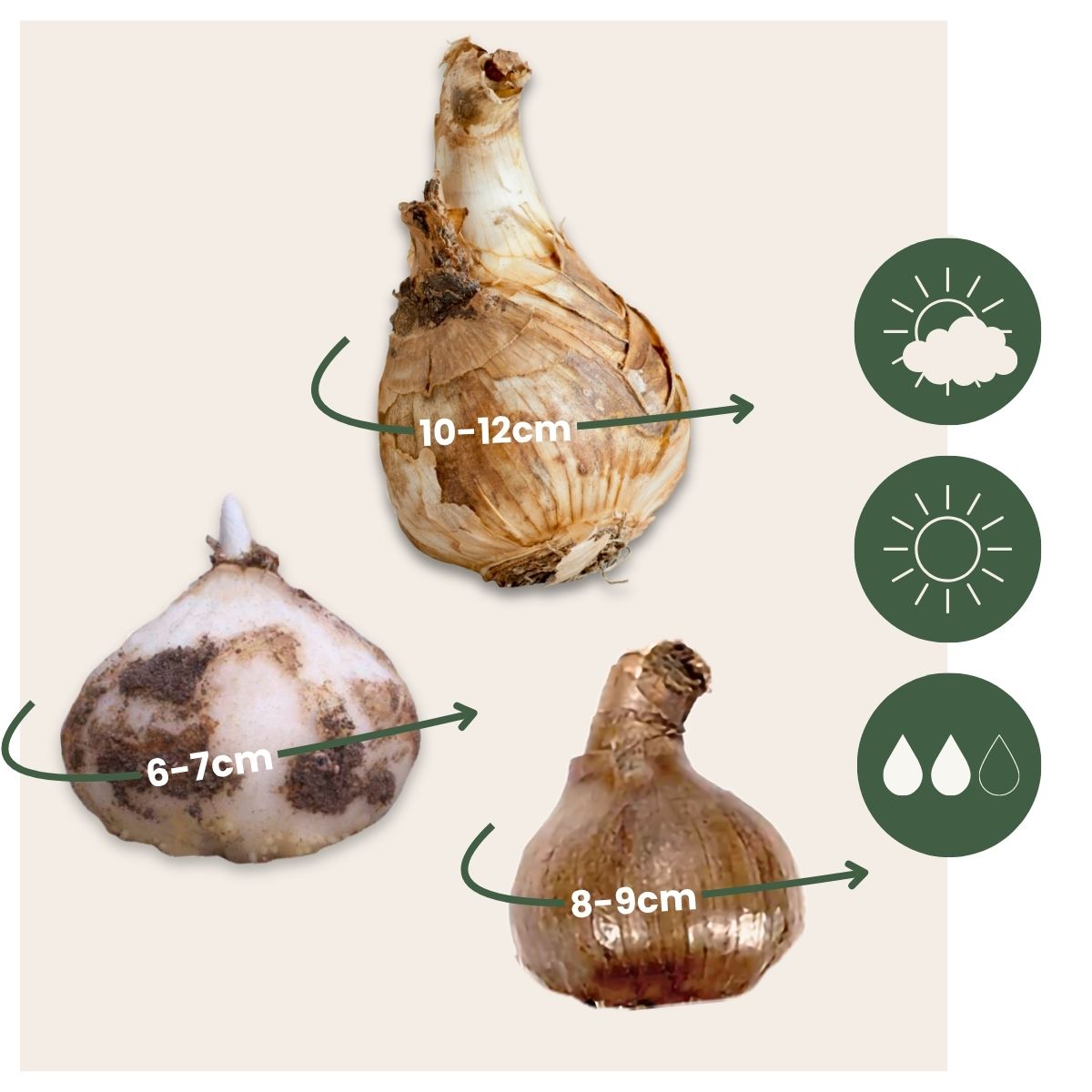 Caja Jardín Húmedo - 30 Bulbos Para Zonas Húmedas Y Lluviosas