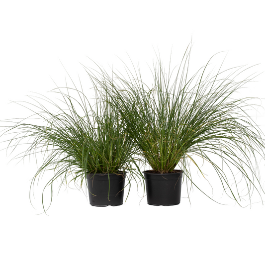 Pluma De Zorro Hameln - 2 Pzs - Pennisetum 'hameln' - Altura 20-30cm - ⌀23cm