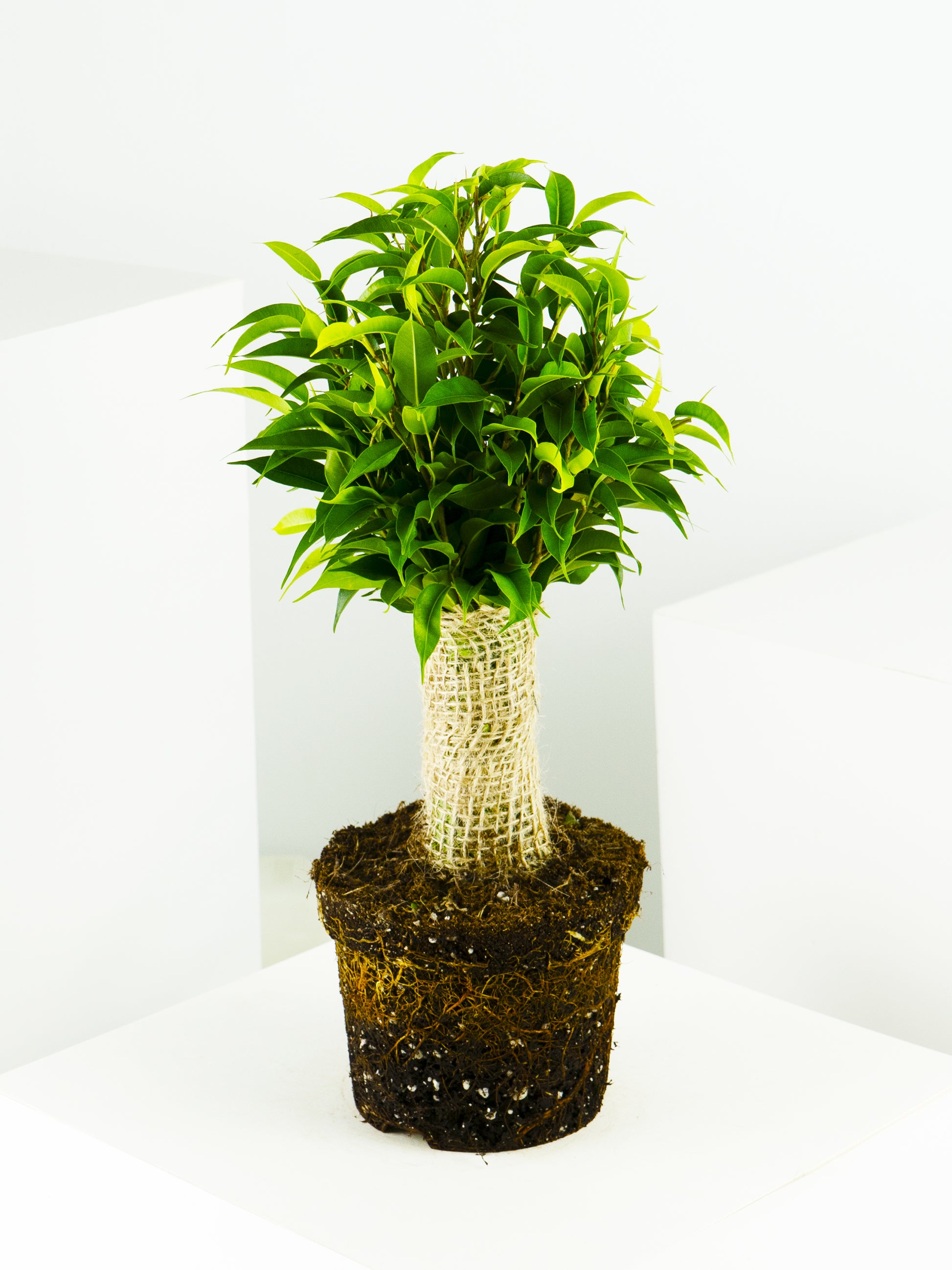 Ficus Benjamina | Altura 30cm - Diámetro 12cm