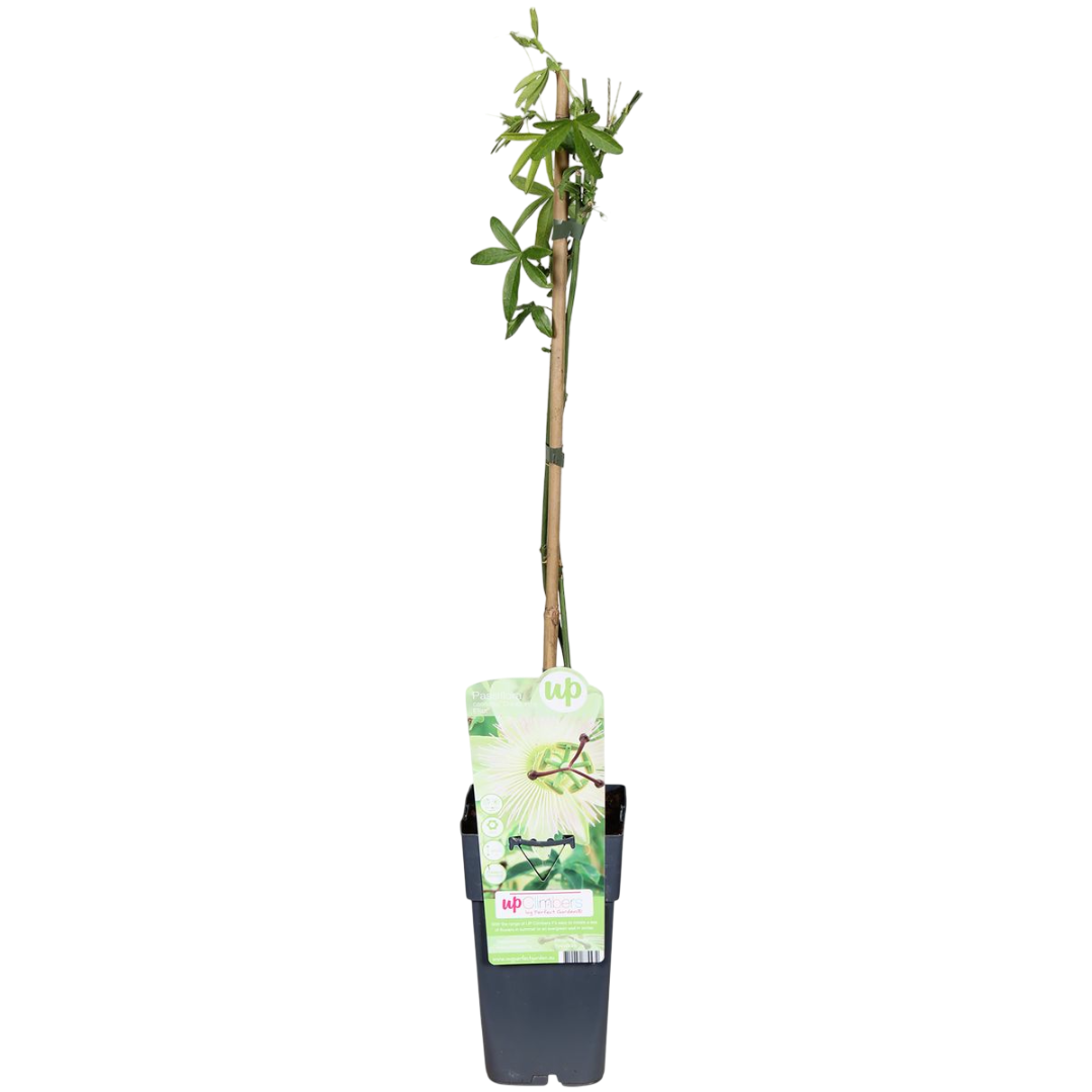 Passiflora Caerulea Constance Elliot Flor Blanca Pasionaria Planta Enredadera