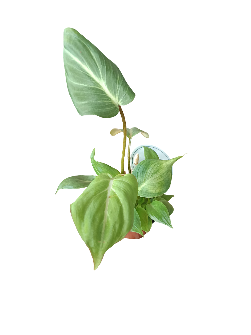 Philodendron gloriosum planta de interior Ø5