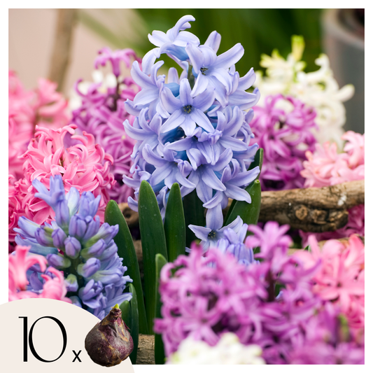 Jacinto - 10 Pzs - Hyacinthus - Bulbos De Flores