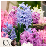 Jacinto - 10 Pzs - Hyacinthus - Bulbos De Flores