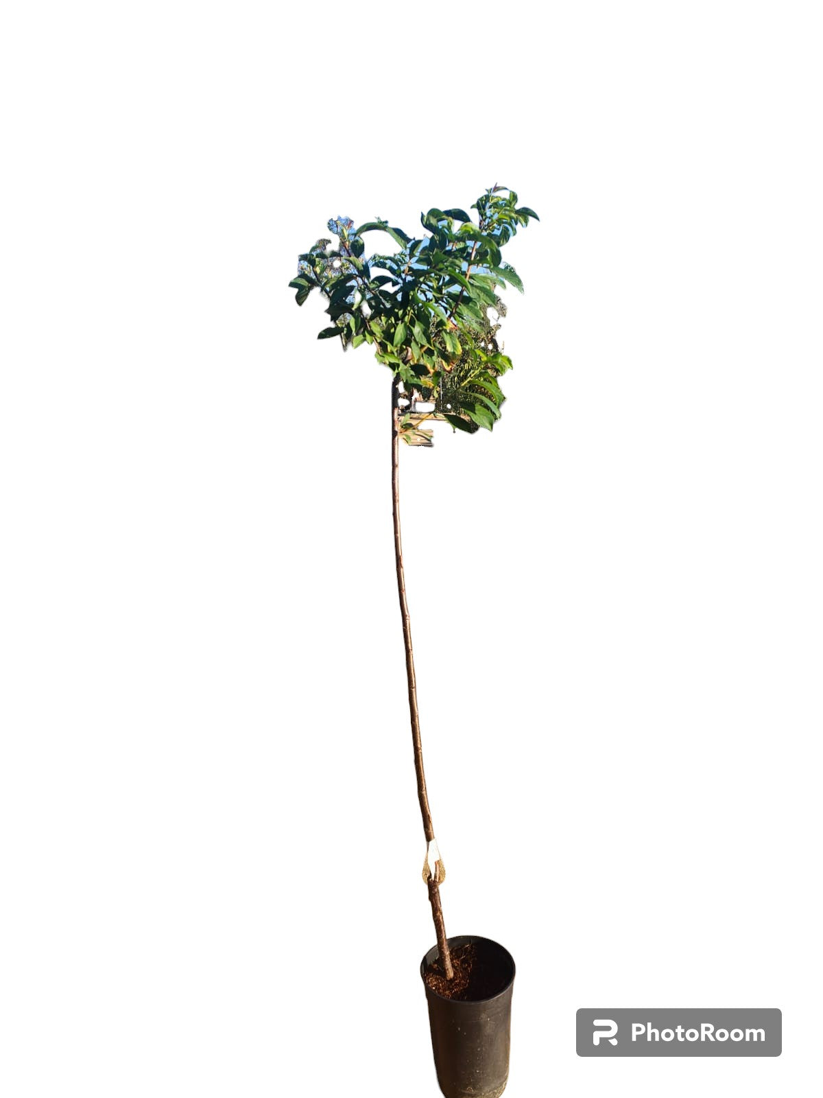 Ciruelo Golden Maceta_0