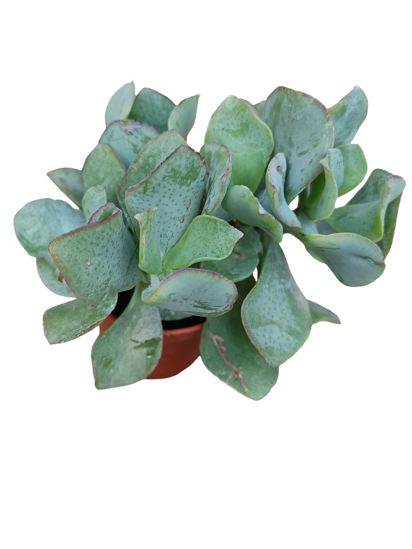 Crassula arborescens BLUE HALE planta suculenta de la suerte Ø5