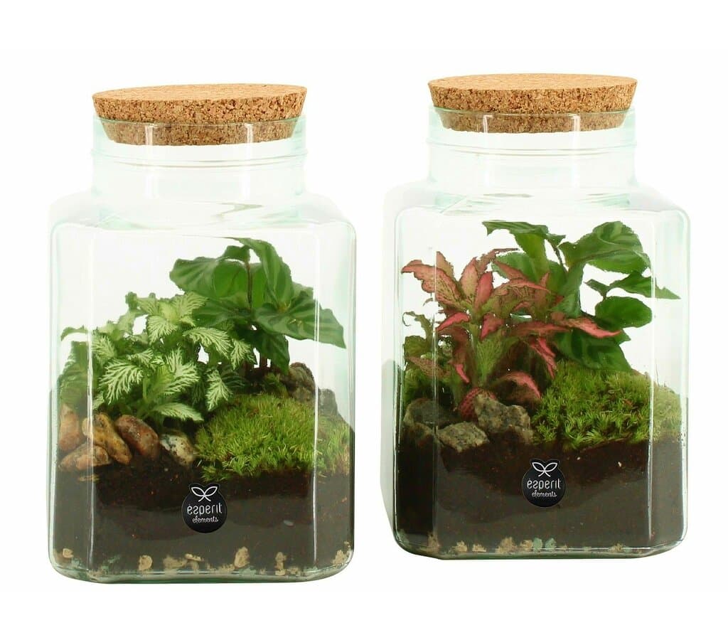 Terrario De Cristal 90559 (unidad)