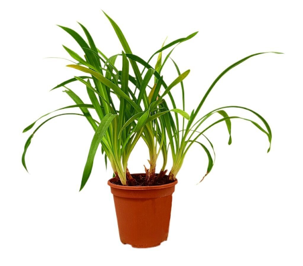 Agapanthus Africano Blanco M17 40 - 50cm_0